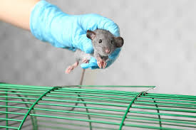 Why Professional Rodent Removal Is Your Best Investment
