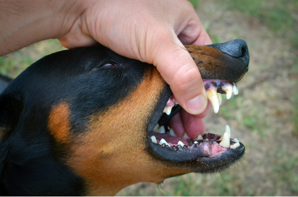 6 Common Mistakes Dog Bite Victims Make That Hurt Their Case