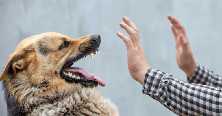 New York Dog Bite Laws: What Every Owner And Victim Should Know