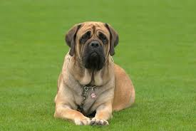 The Big Dog Boom Why Massive Breeds Are Taking Over Modern Lifestyles