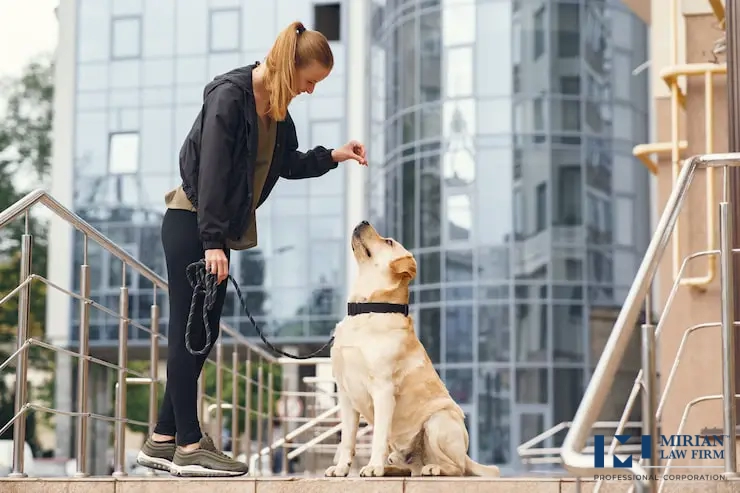 What Are Your Legal Rights After a Dog Bite Injury in Toronto